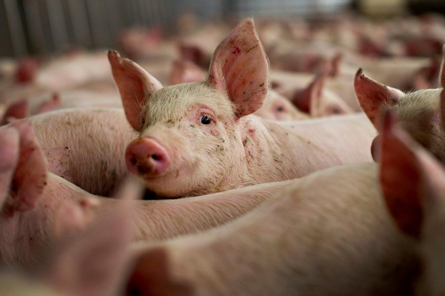 Более 25 тысяч исследований по диагностике африканской чумы свиней проведено лабораторией в 2021 году