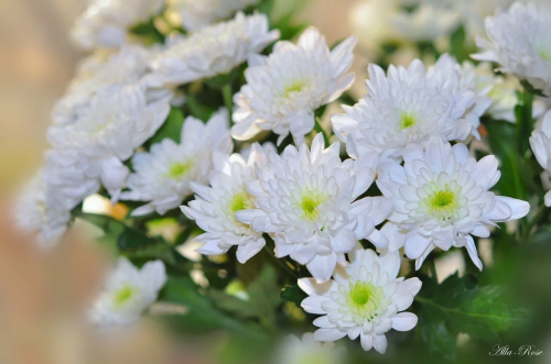 Специалистами Ярославского отдела карантина растений в срезках цветов выявлен карантинный объект