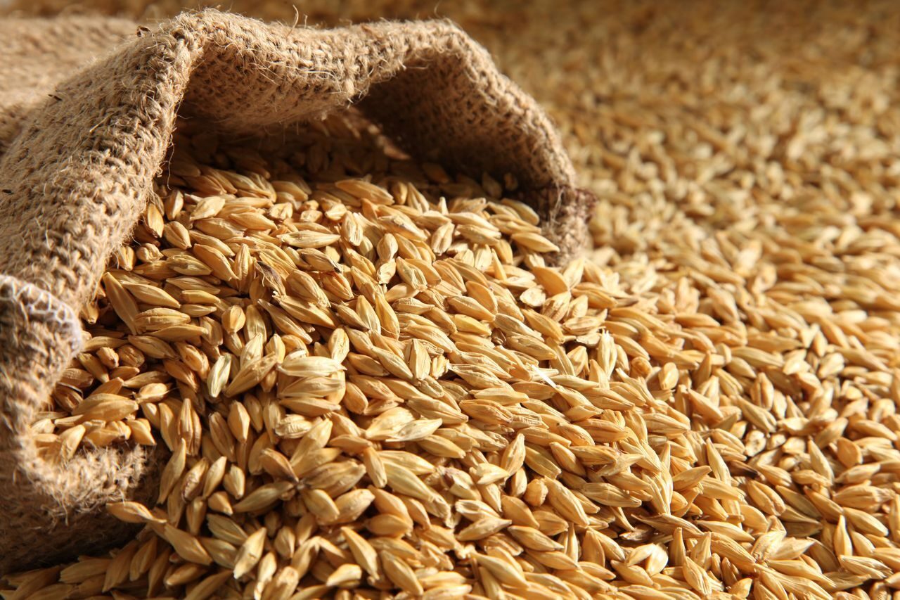 Более 1000 исследований зерна проведено специалистами Ярославского филиала с начала года