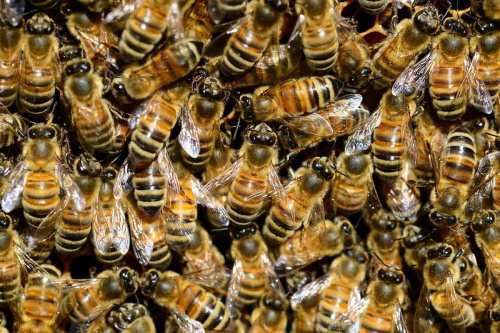 В пробе подмора пчел обнаружены возбудители варроатоза