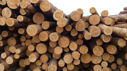 С начала года специалистами Ярославского отделения проверено более 4 тысяч кубометров лесоматериалов