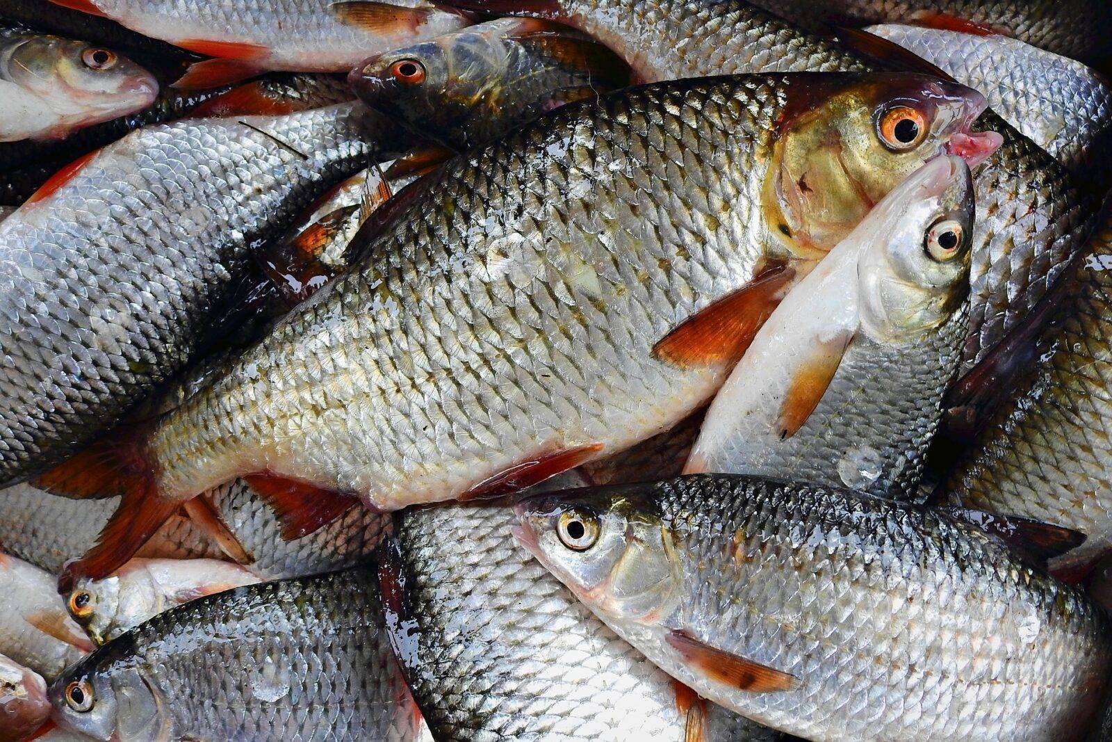Возбудители паразитарных болезней рыб снова выявлены специалистами лаборатории